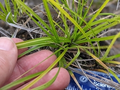 Carex tonsa tonsa