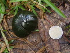 Zoosphaerium neptunus
