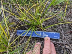 Carex tonsa tonsa