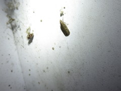Glyphidocera juniperella