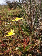 Pauridia gracilipes gracilipes