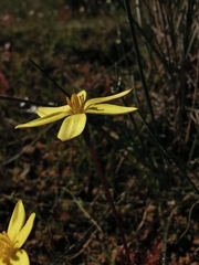 Pauridia gracilipes gracilipes