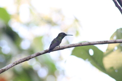 Heliodoxa leadbeateri