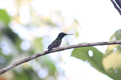 Heliodoxa leadbeateri