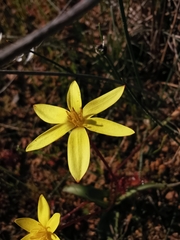 Pauridia gracilipes gracilipes