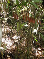 Cnestis polyphylla
