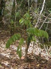 Cnestis polyphylla