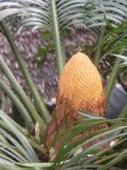 Cycas thouarsii