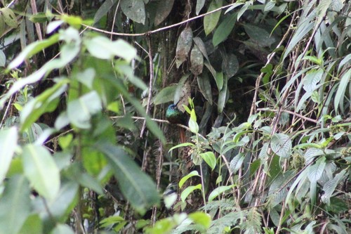 Galbula pastazae