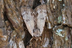 Catocala gracilis
