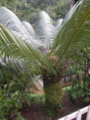 Cycas thouarsii