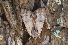Catocala gracilis