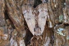 Catocala gracilis
