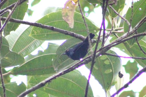 Diglossa glauca