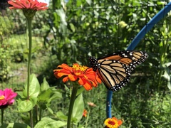Danaus plexippus