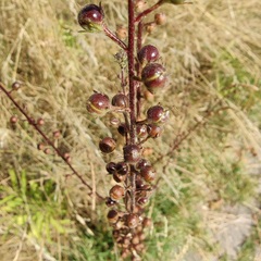 Scrophularieae
