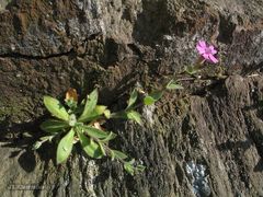 Silene acutifolia