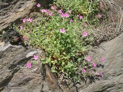 Silene acutifolia