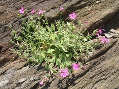 Silene acutifolia