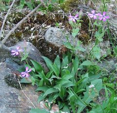 Silene acutifolia