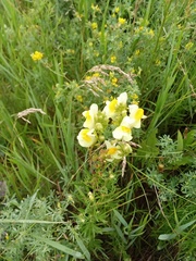 Linaria vulgaris