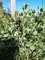 Chenopodium parabolicum