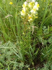 Linaria vulgaris