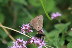 Aphantopus hyperantus