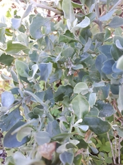 Chenopodium parabolicum