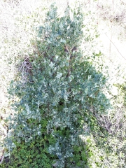 Chenopodium parabolicum