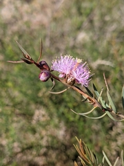 Melaleuca radula