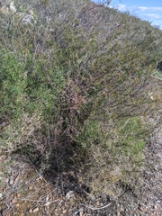 Melaleuca radula