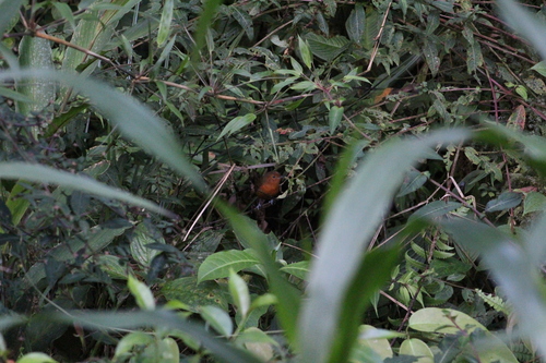 Cercomacroides nigrescens