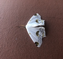 Sericoptera