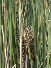 Cistothorus palustris