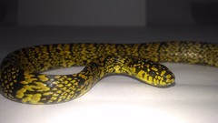 Plesiodipsas perijanensis