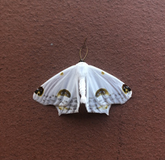 Sericoptera