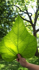 Catalpa bignonioides