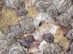 Microeuraphia withersi