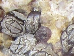 Microeuraphia withersi