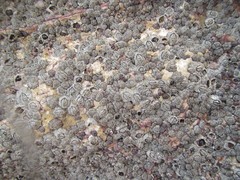 Microeuraphia withersi