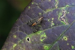 Panorpa nebulosa