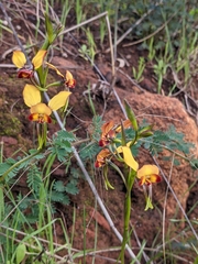 Diuris brumalis