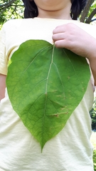 Catalpa bignonioides