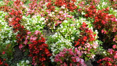 Begonia semperflorens-cultorum