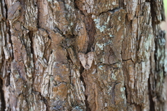 Catocala gracilis