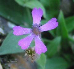 Silene acutifolia