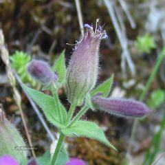 Silene acutifolia