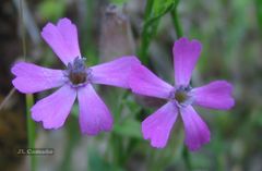 Silene acutifolia