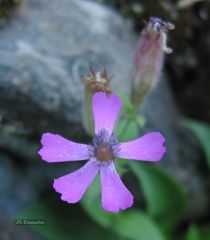 Silene acutifolia